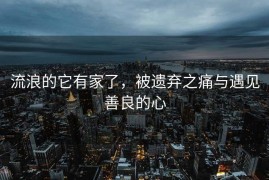 流浪的它有家了，被遗弃之痛与遇见善良的心